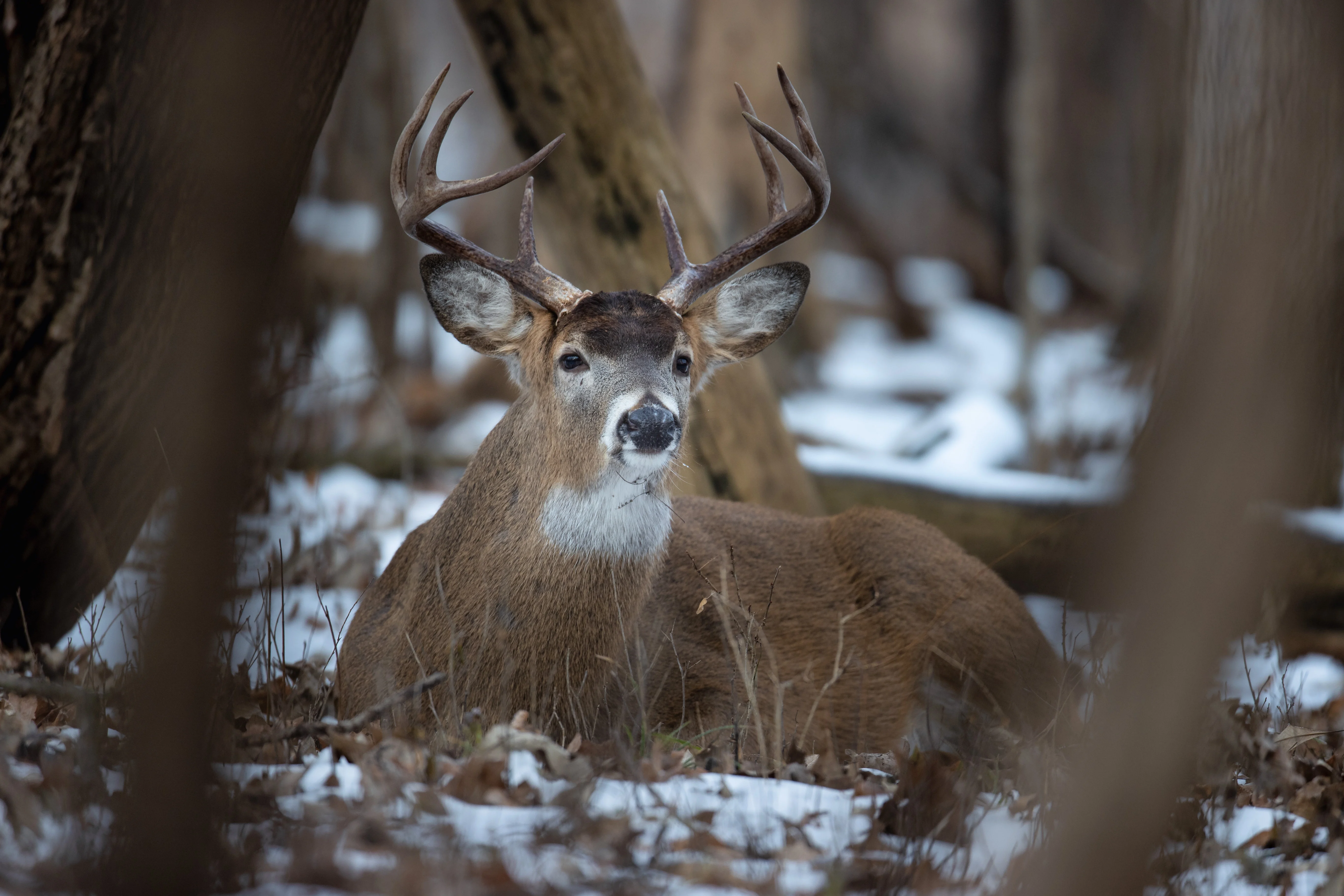 A whitetail buck beds down in a the woods with snow in the background