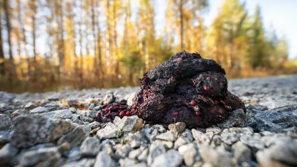 Photo of brown bear poop sitting atop some loose rocks