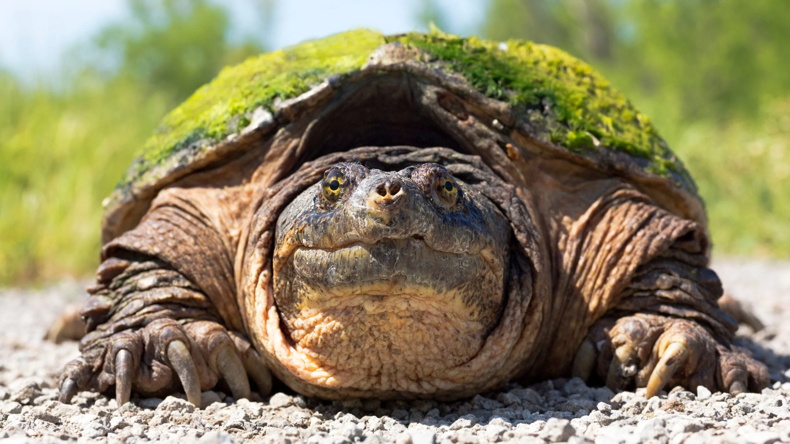 Photo of a snapping turtle algae on its shell