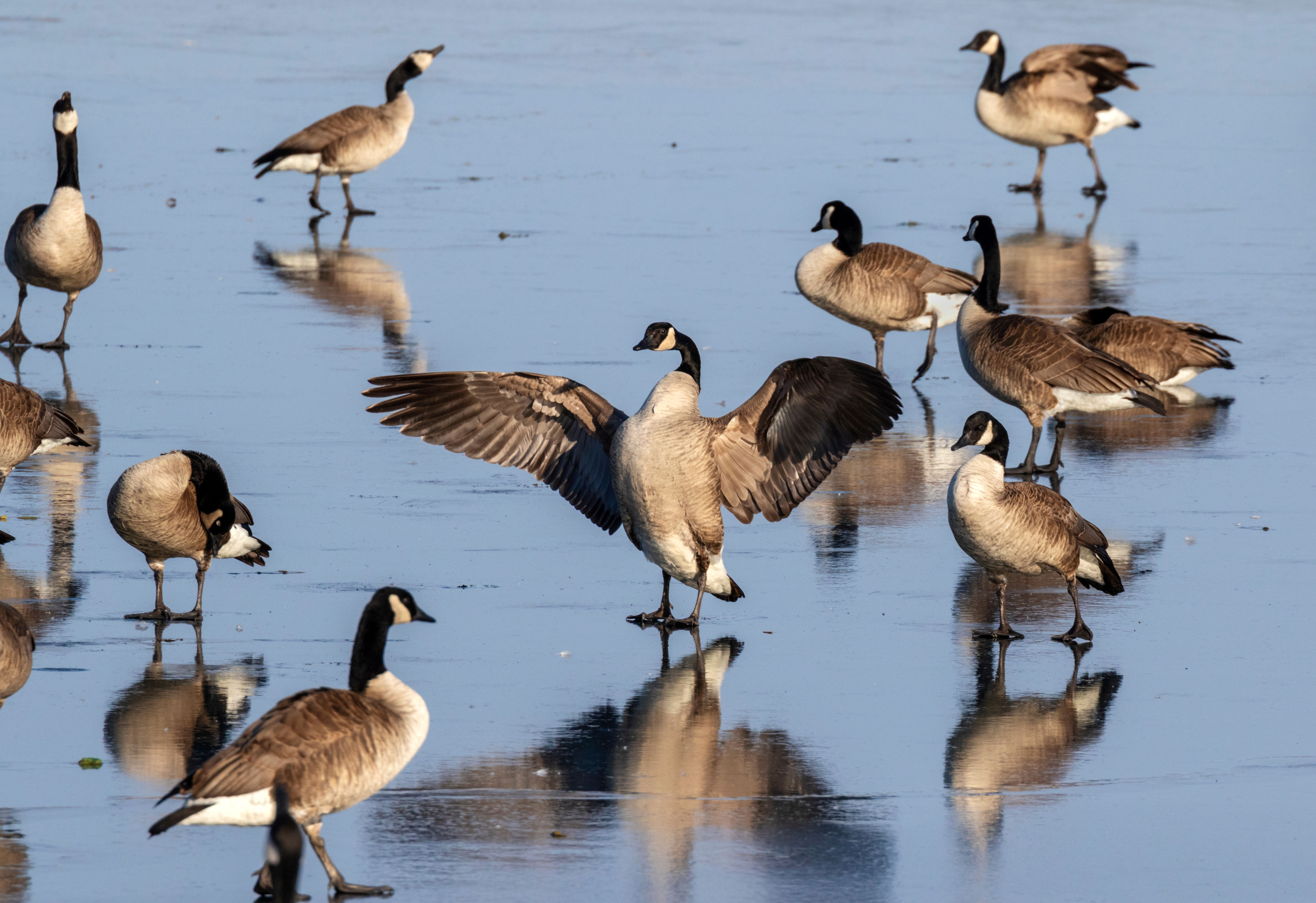 Geese taking off from icy pond in winter.
