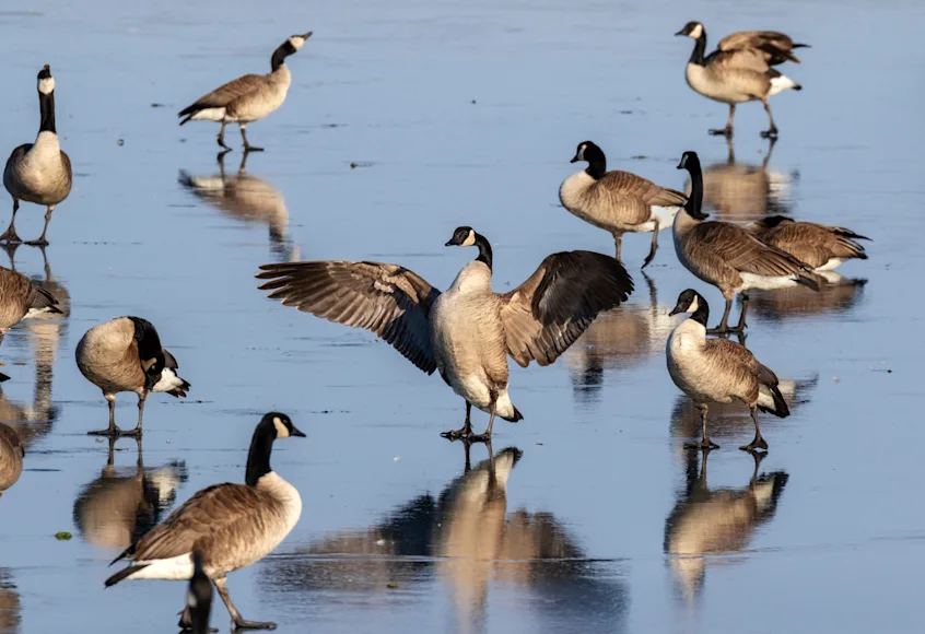 Geese taking off from icy pond in winter.