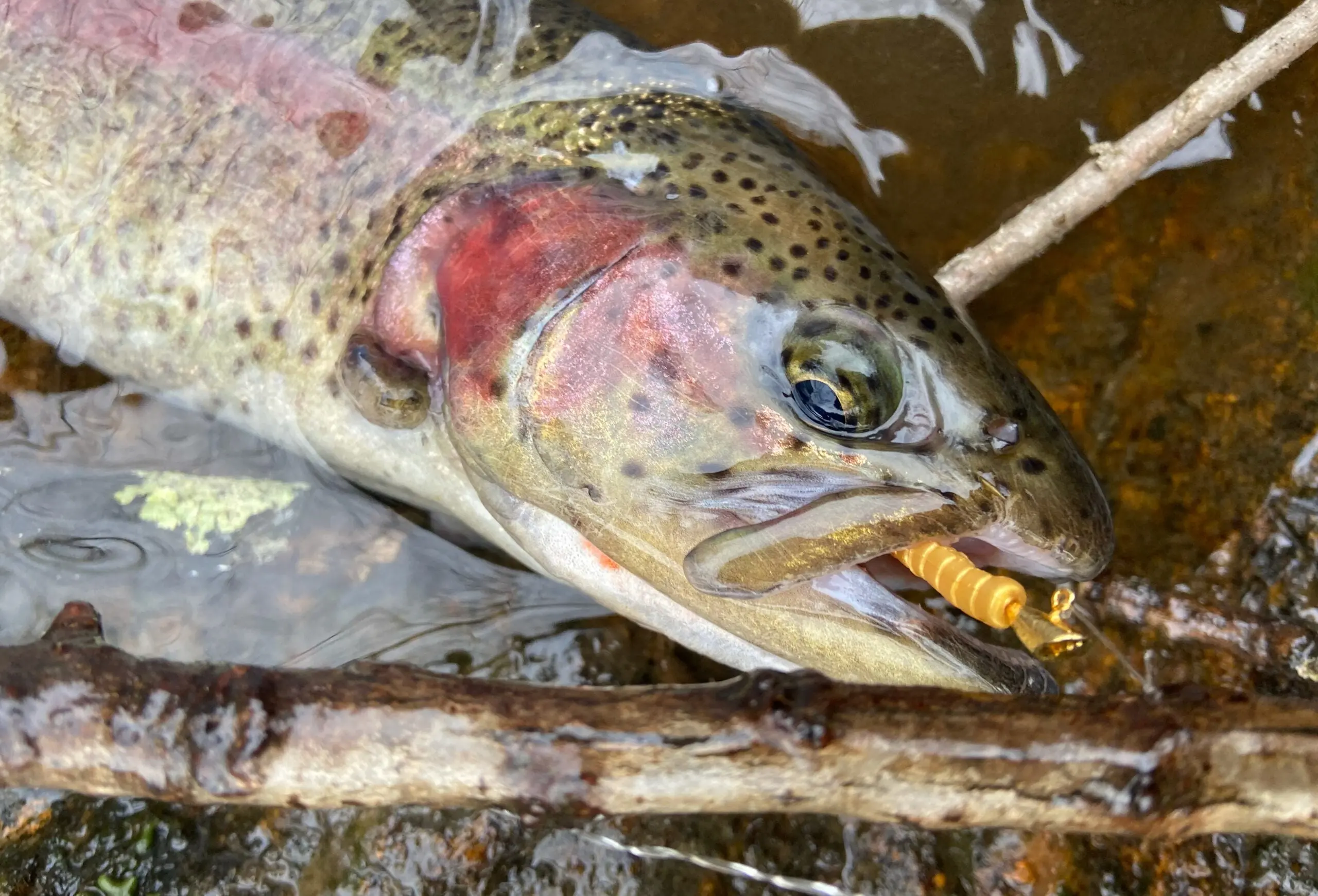 photo of rainbow trout caught on a jib