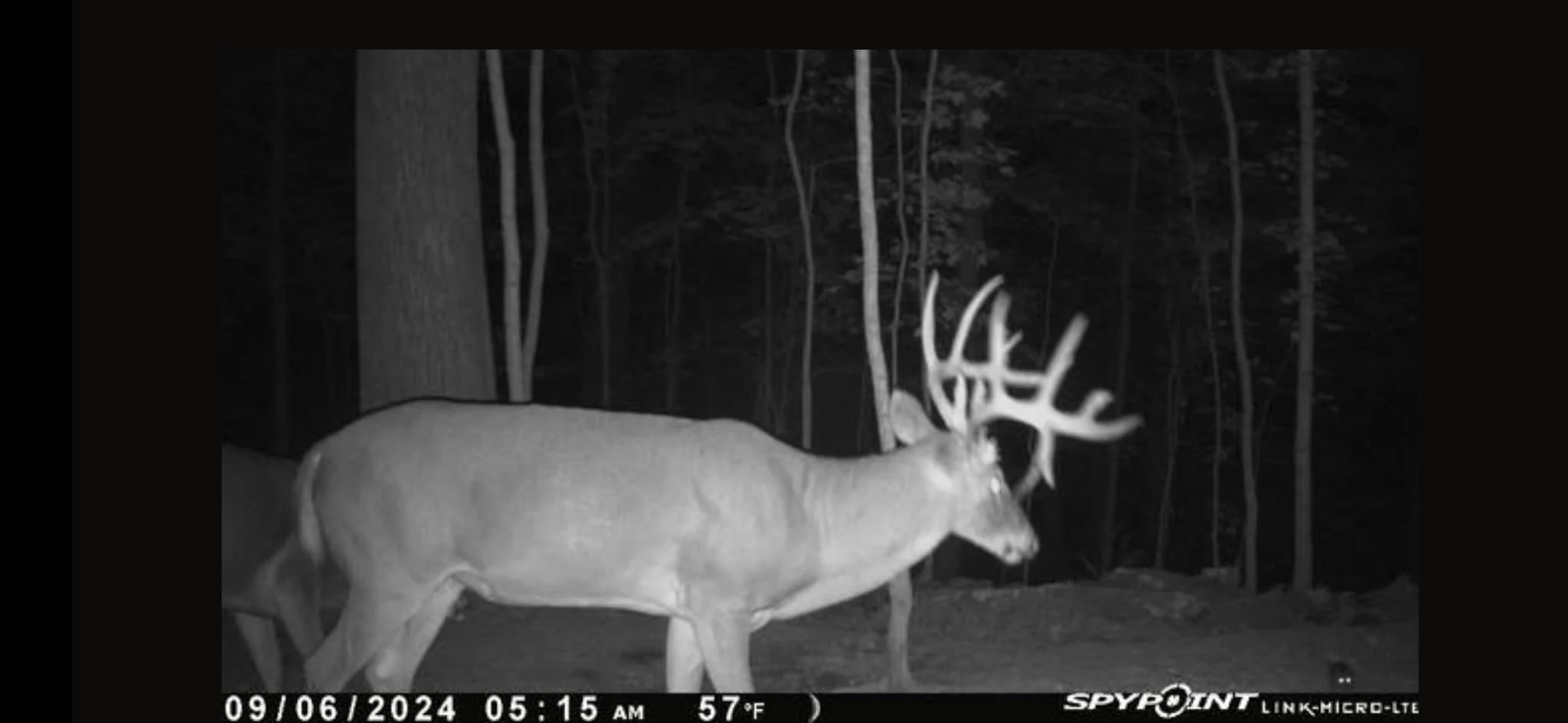 A trail camera photo of a hug whitetail buck at night. 