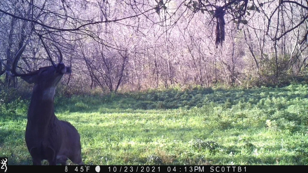 Whitetail buck making scrape