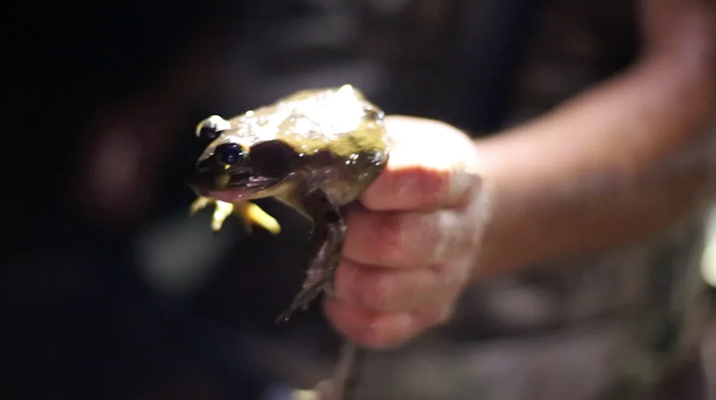 frog gigging,