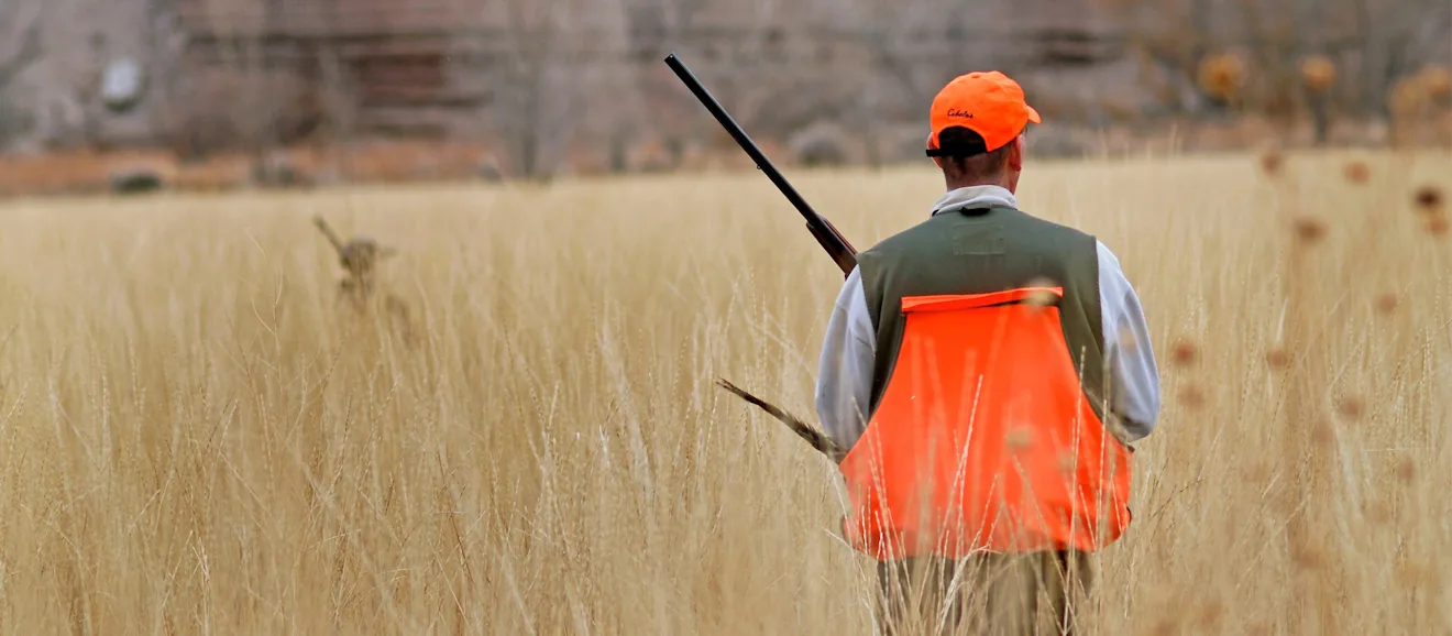 A pheasant hunter wearing blaze orange and carrying a shotgun hunts a grassy field with his dog.