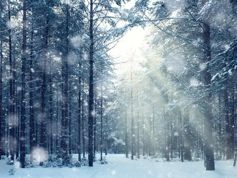 Snow covering the bed and trees of a forest.