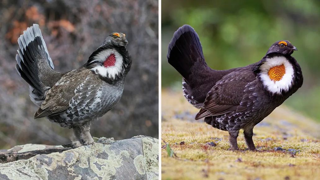 A side-by-side comparison of the dusky and sooty grouse.