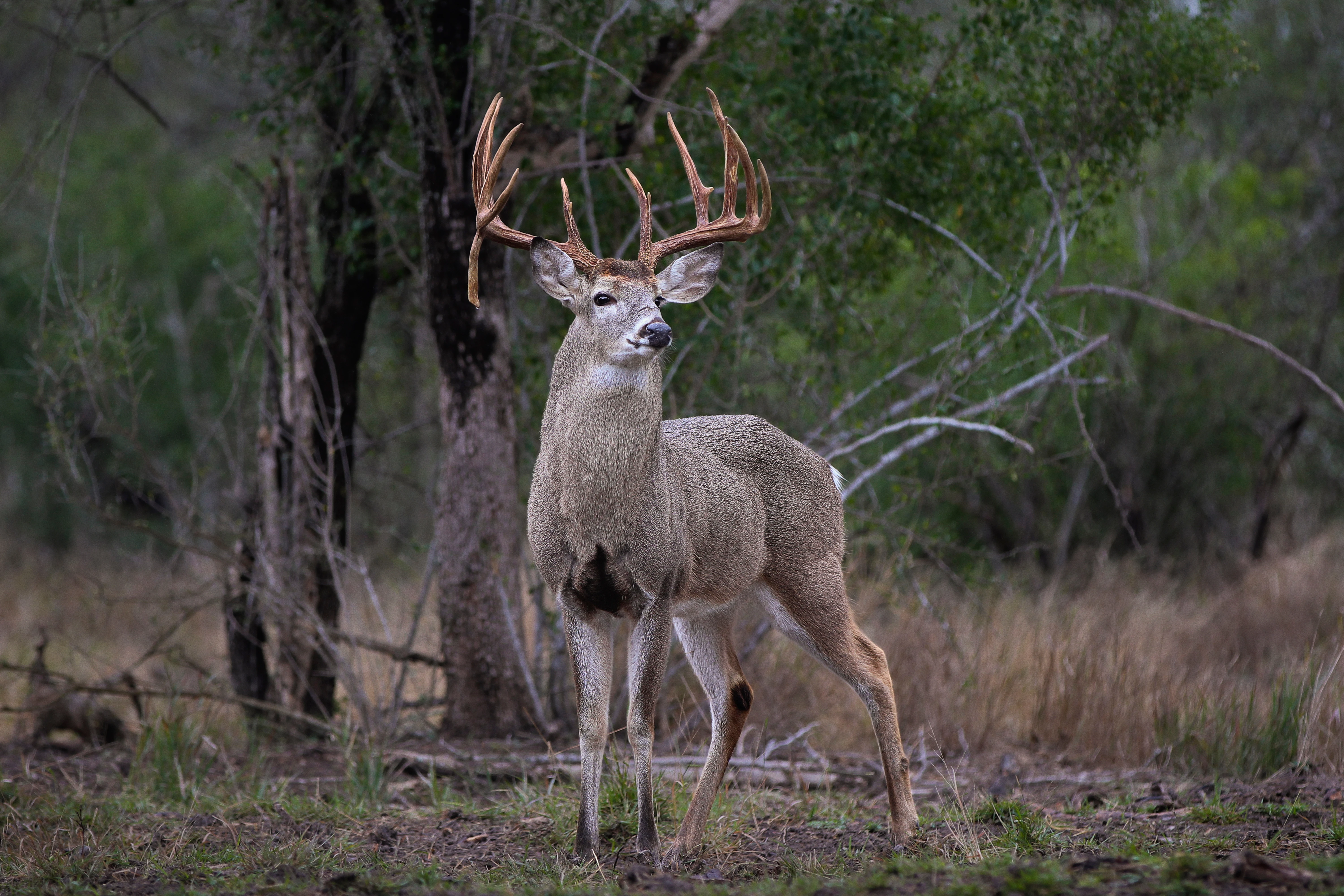 A huge droptine Texas buck scans for danger with brush in background. 