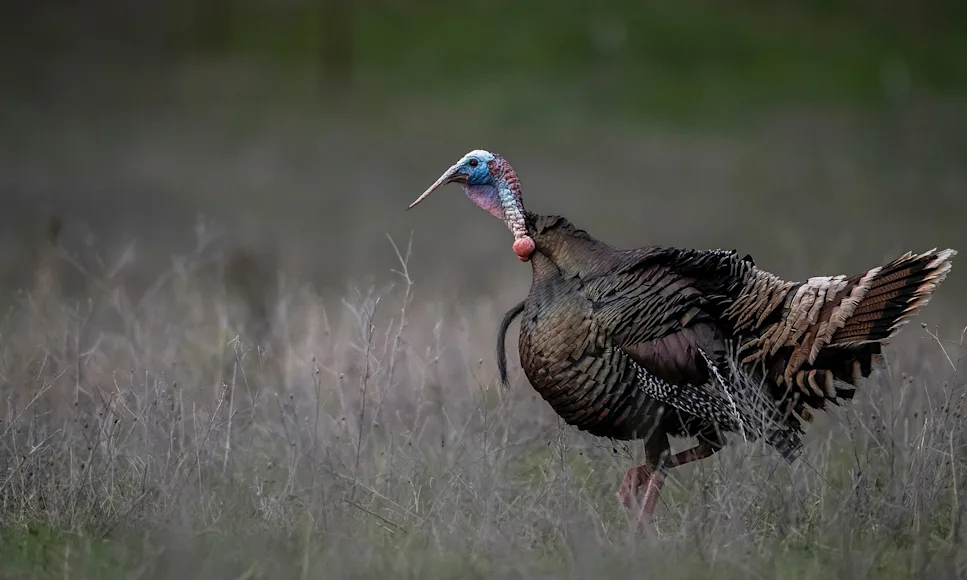 A lone gobbler looks for a hen in a field with woods in background.