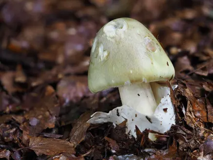 Death cap Amanita phalloides