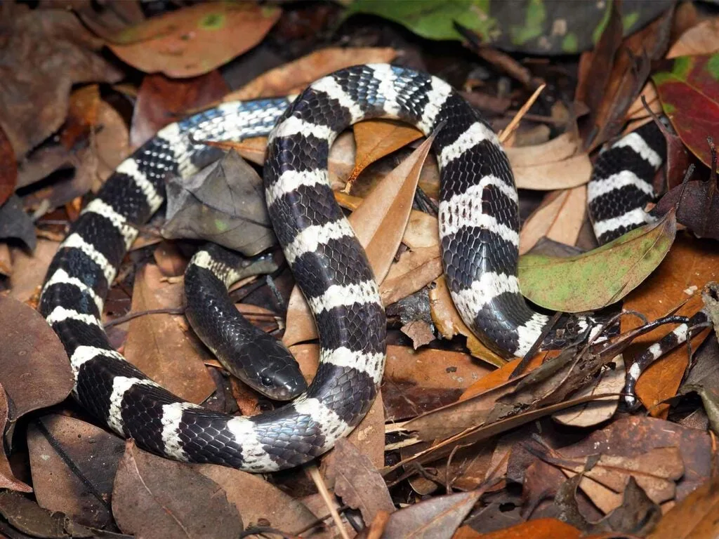 a many branded krait snake in brown leaves