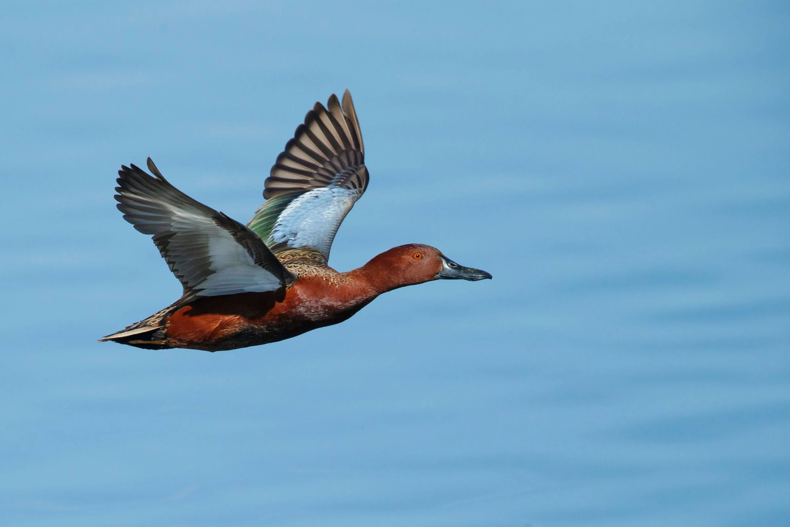 Drake cinnamon teal flowing low above a lake's blue surface