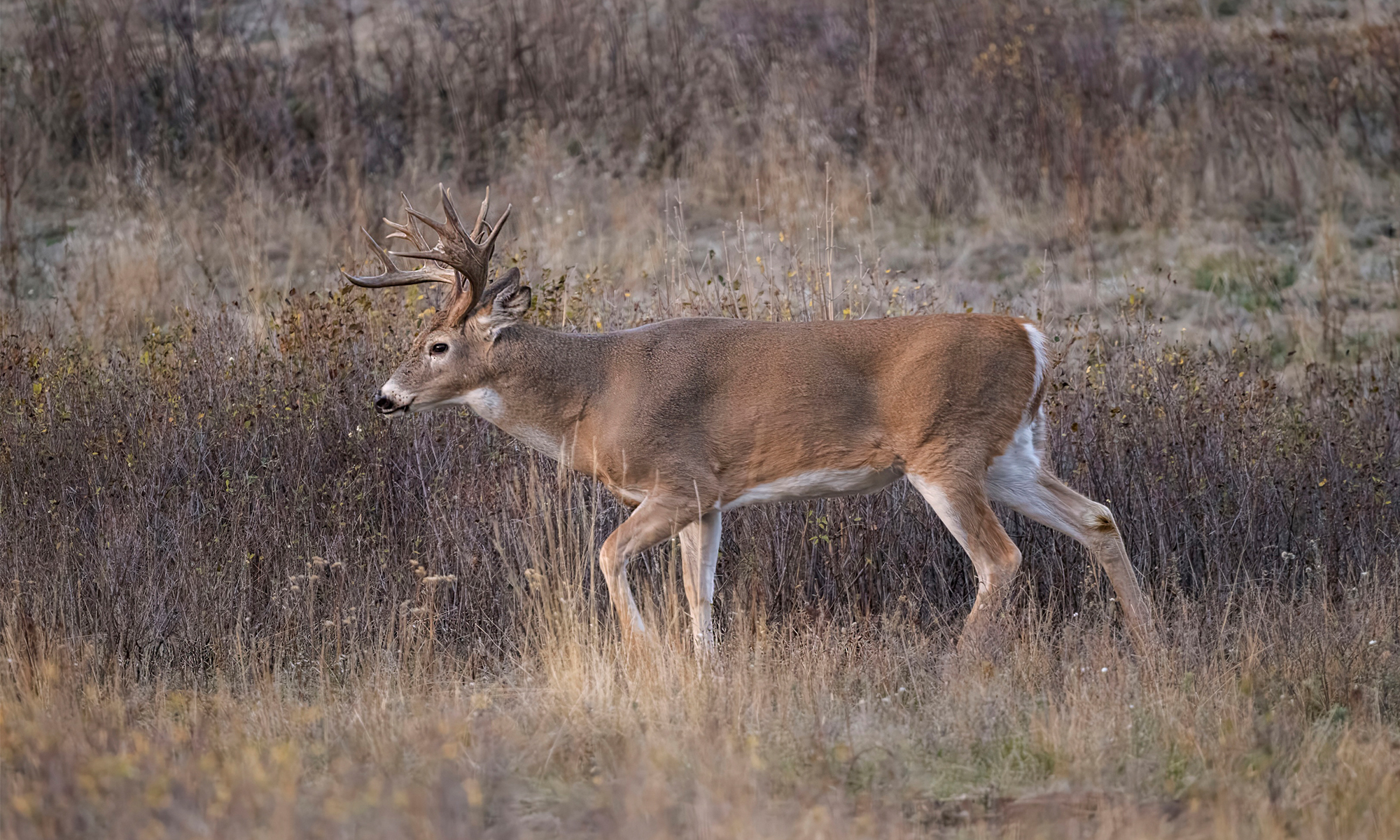 A whitetail buck walks through a grassy field. 