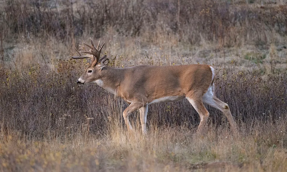A whitetail buck walks through a grassy field.