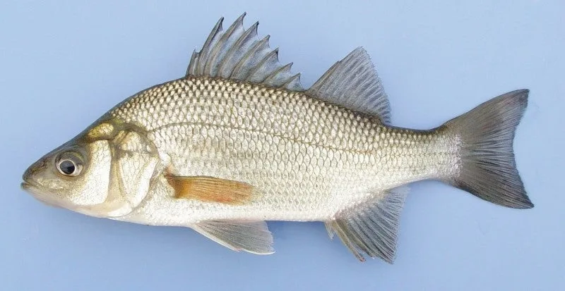 photo of white perch