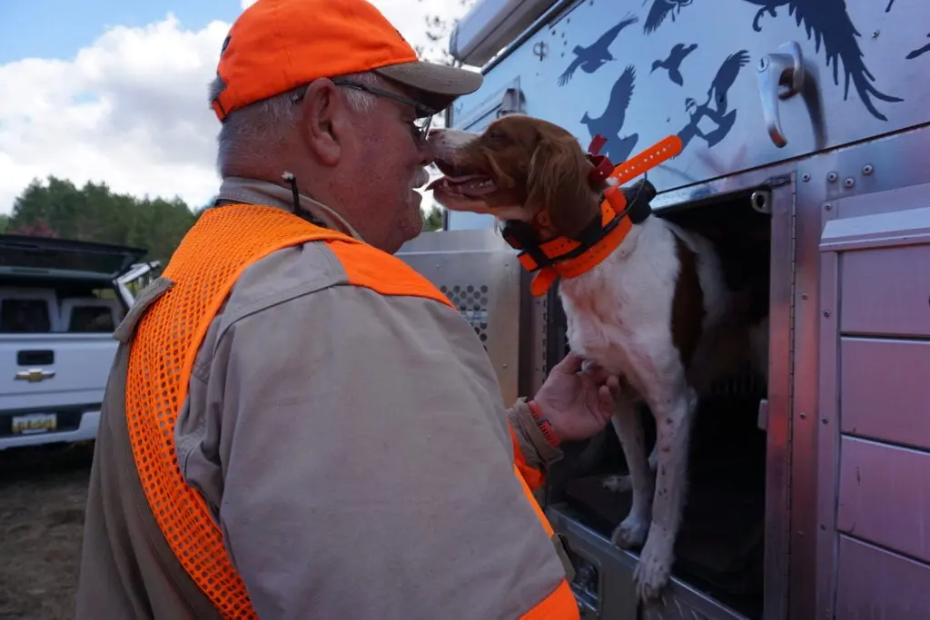 Brittany gets read to go on a grouse hunt.