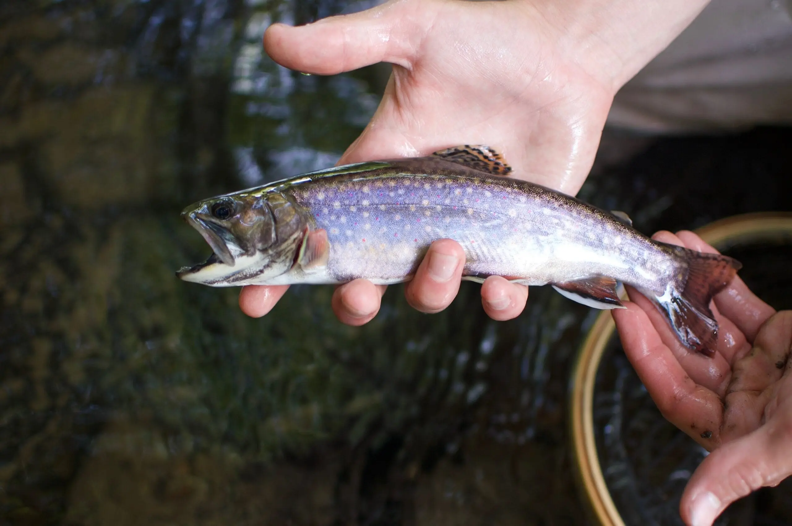 The author holds up a native brook trout caught in the Adirondack Mountains.