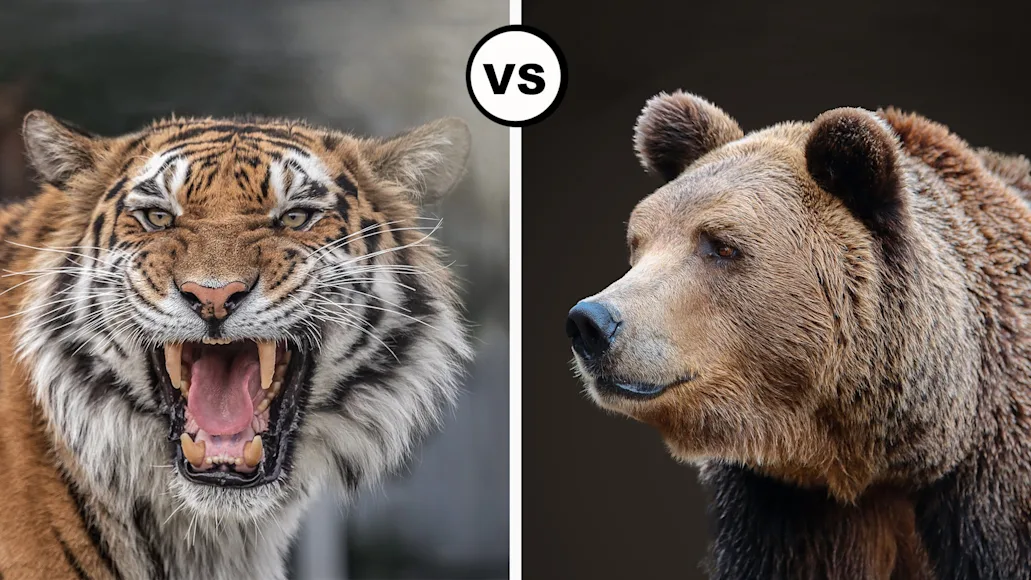 Split image of a tiger on left and brown bear on right with versus symbol in middle