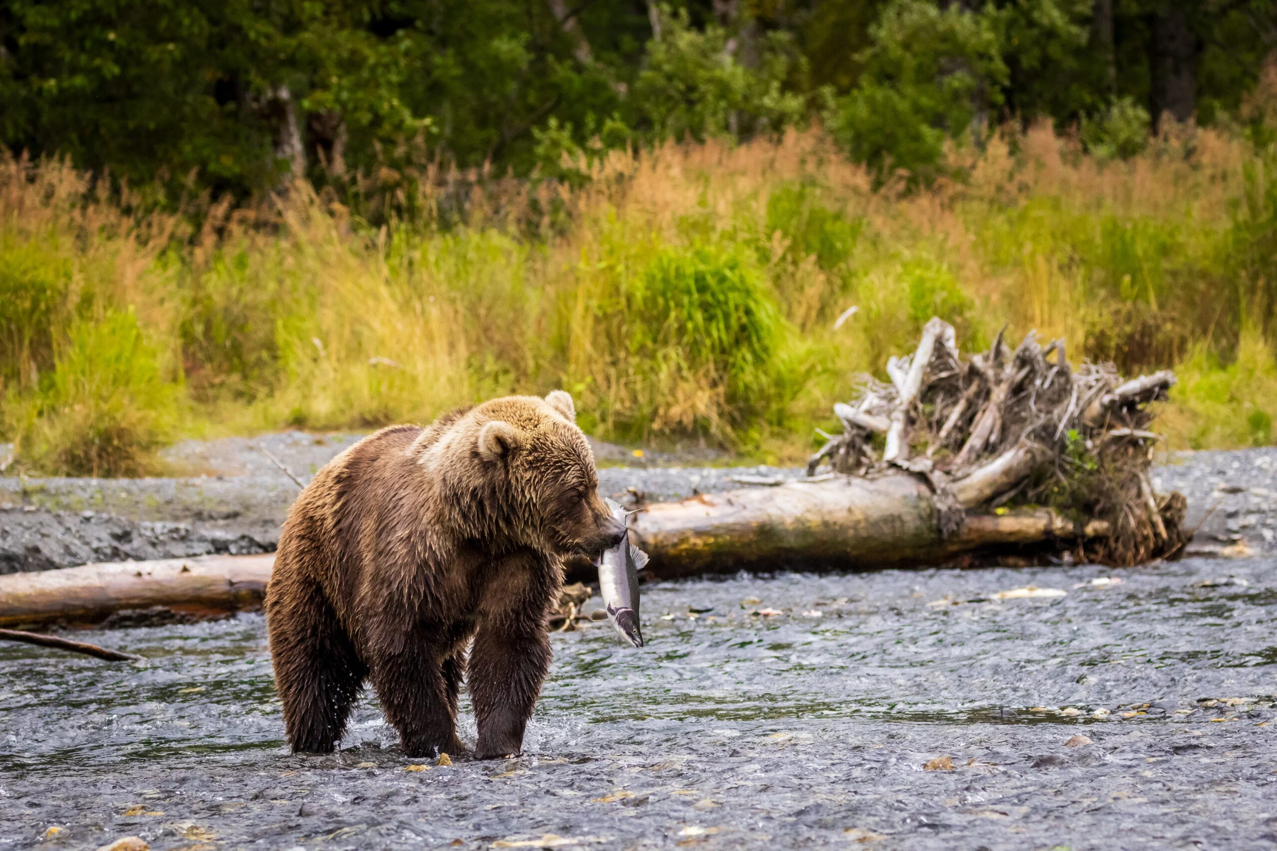 Wild Kodiak brown bear with a salmon in its mouth standing in a salmon-filled stream on Kodiak Island, Alaska. Tall grass and trees are in the background