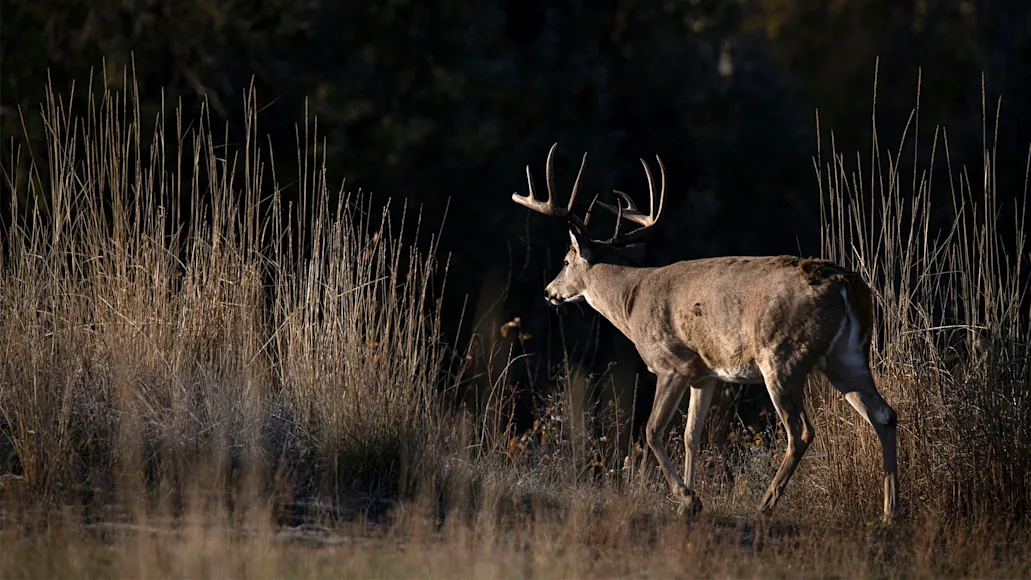 A whitetail buck walks away in a field with tall tan grass.