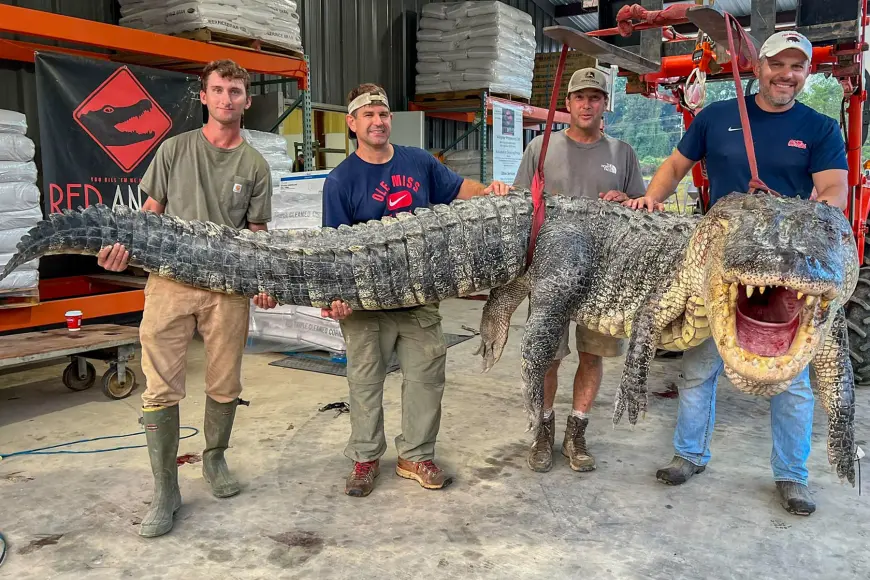 A group of hunters pose with a state-record alligator in Mississippi. 