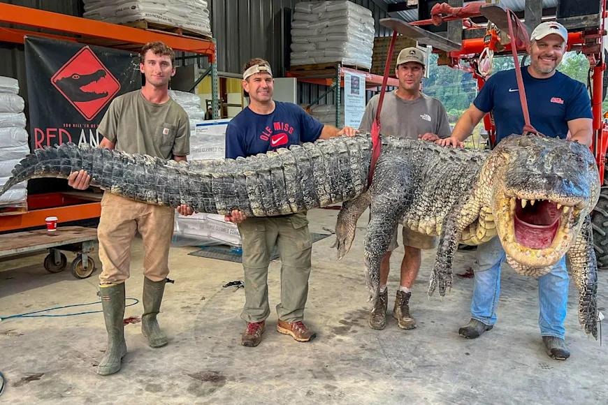 A group of hunters pose with a state-record alligator in Mississippi.