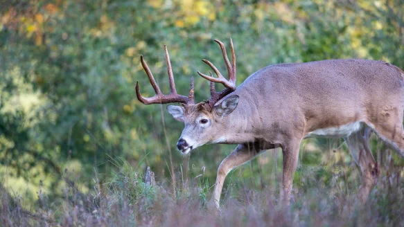 A big whitetail buck walks along the edge of an field. 