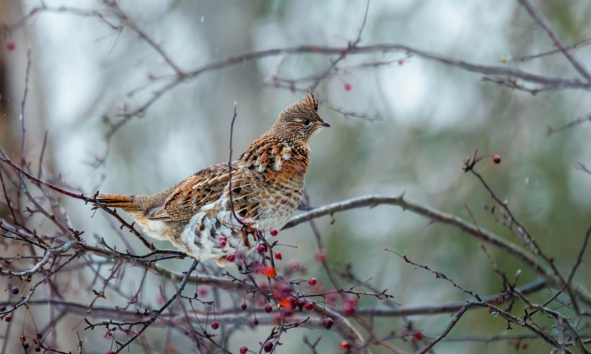 A ruffed grouse perched on a branch with red berries. 