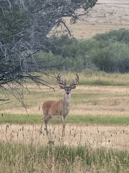 A trophy Montana whitetail in full velvet. 