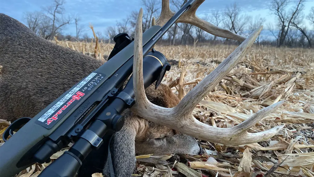 photo of whitetail buck