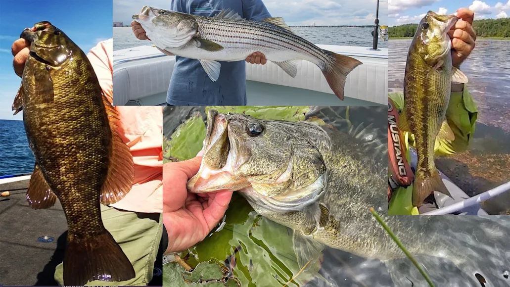 photo showing types of bass