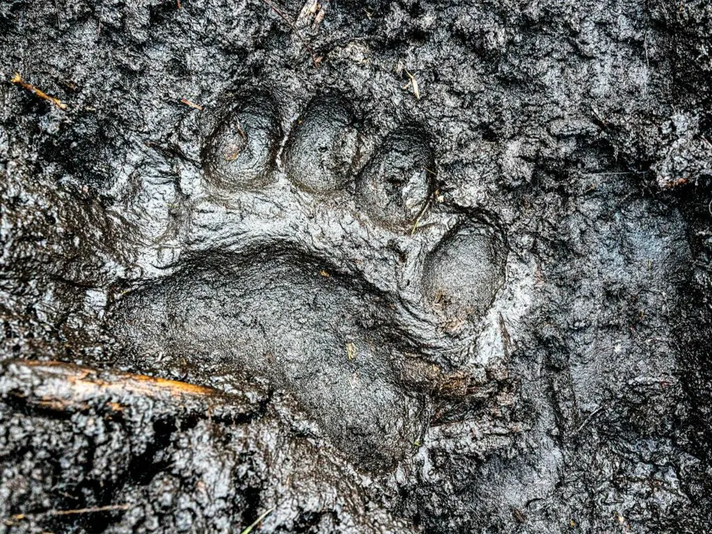 A single black bear track is indented in dark mud.