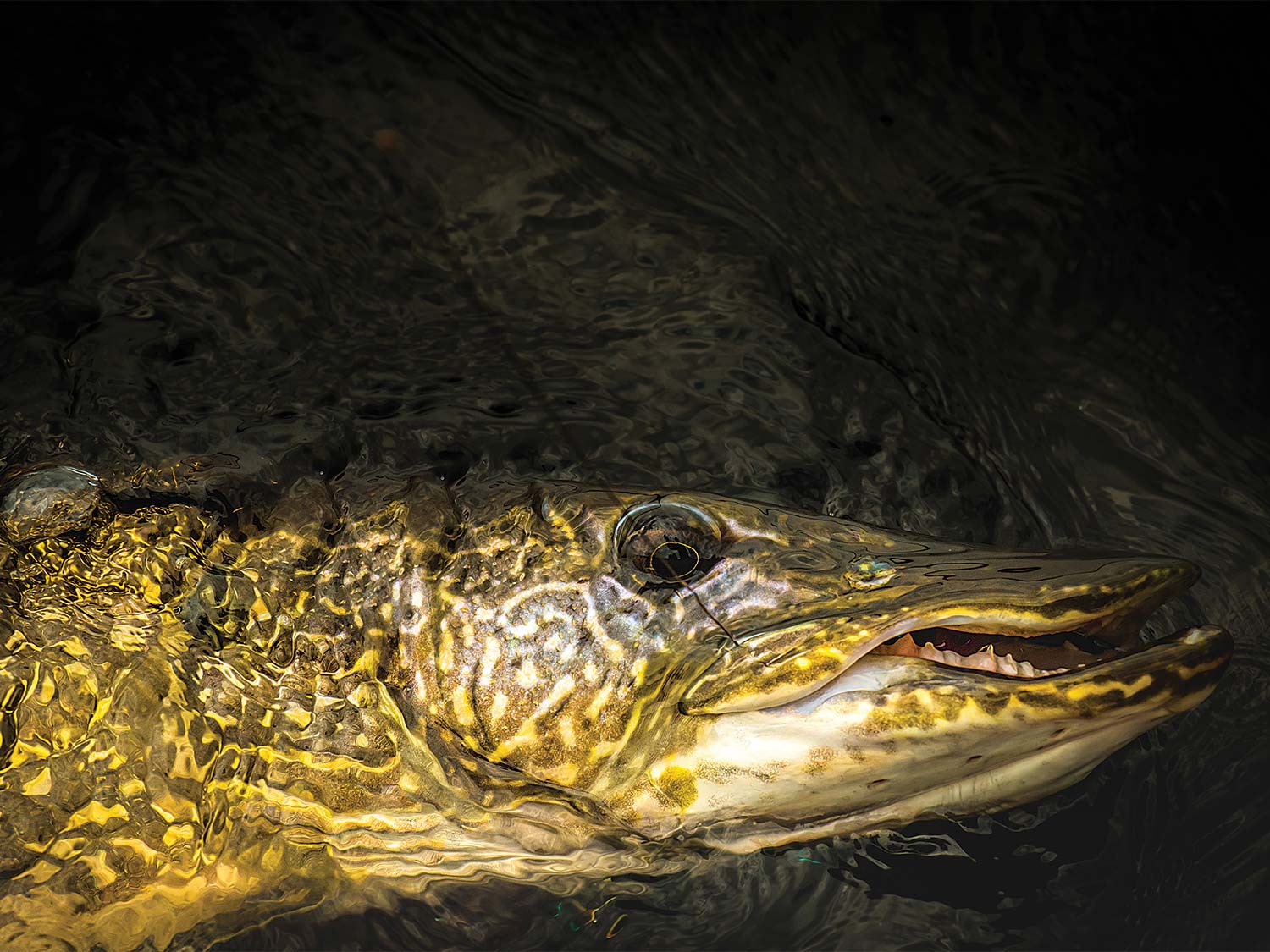A Northern Pike pulled boatside.
