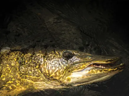 A Northern Pike pulled boatside.