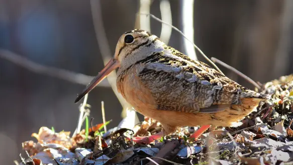 photo of an American woodcock on the forest floor