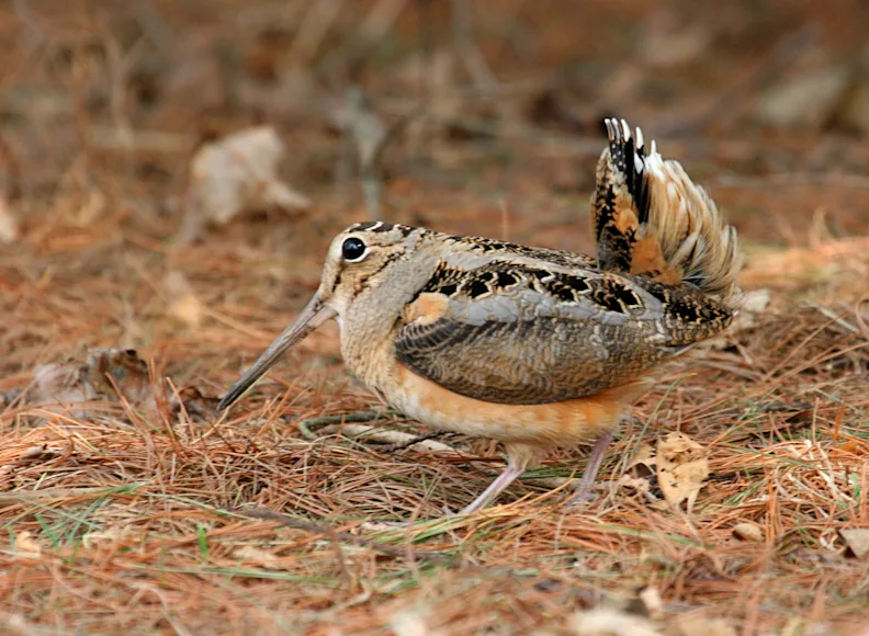 A photo of an American woodcock on the forest floor.