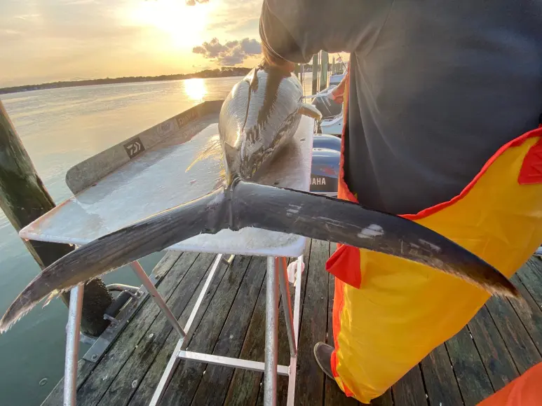 Fisherman fillets a big tuna at the dock