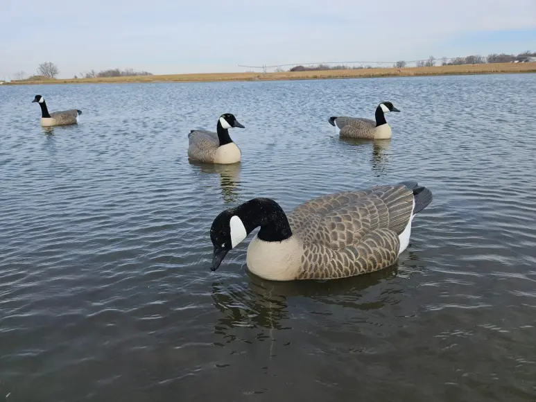 Goose floating decoys
