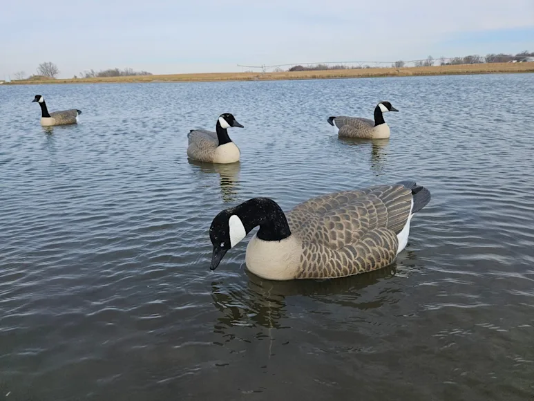Goose floating decoys