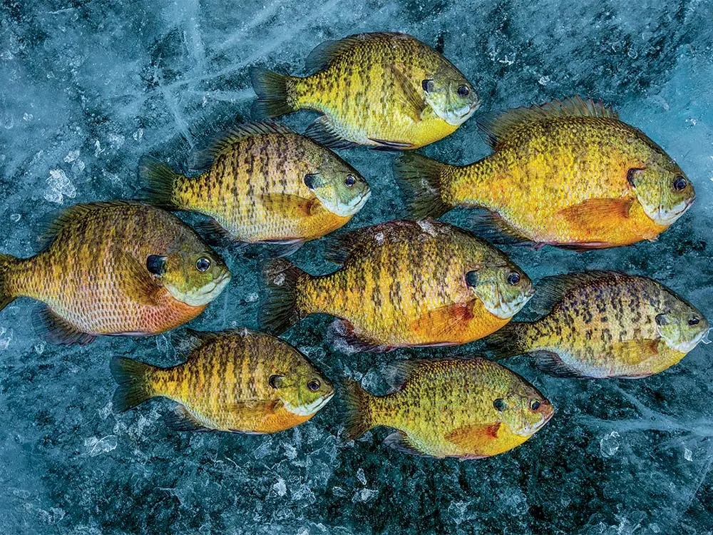 bluegill on ice