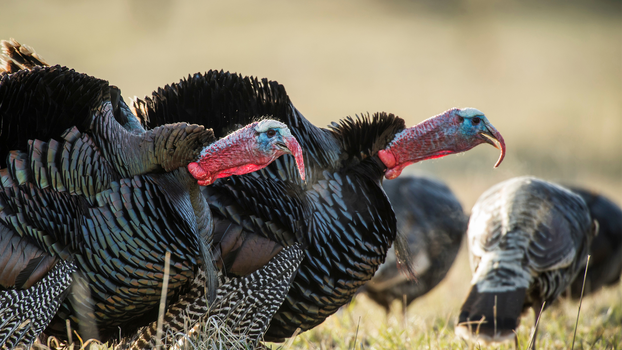 Two male turkeys gobble in a field with other turkeys. 