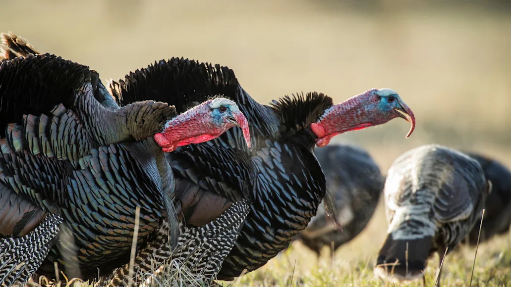 Two male turkeys gobble in a field with other turkeys.