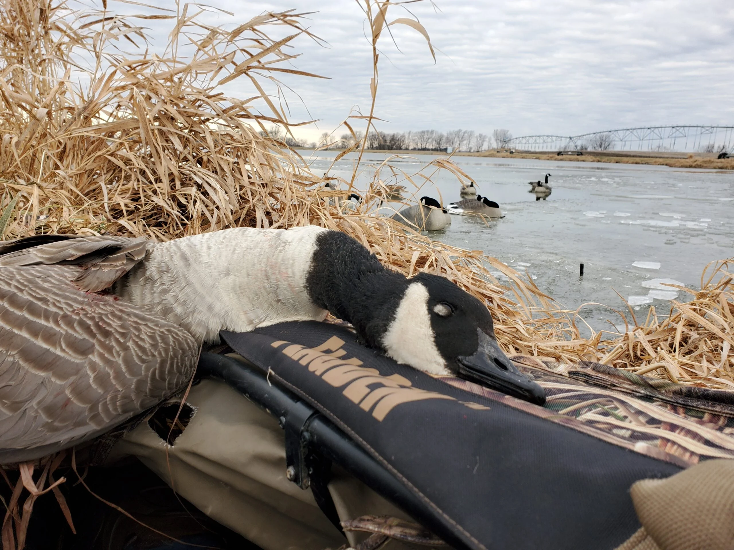 A dead canada goose next to a shotgun.