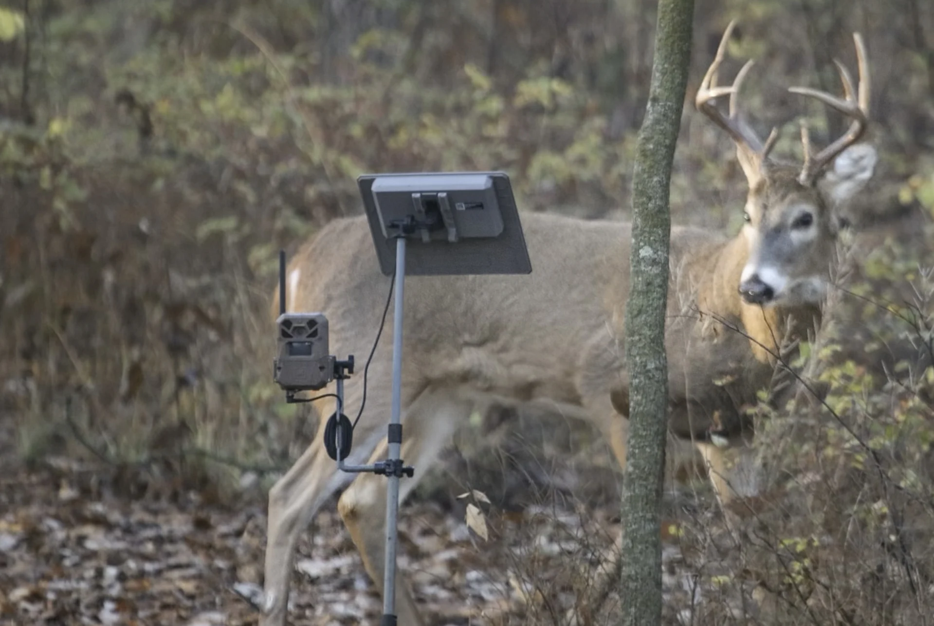 trail cam clinic sm tile