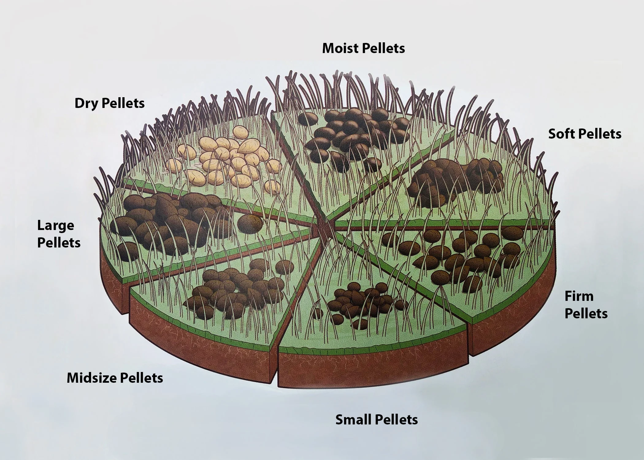 illustration of different types of deer poop