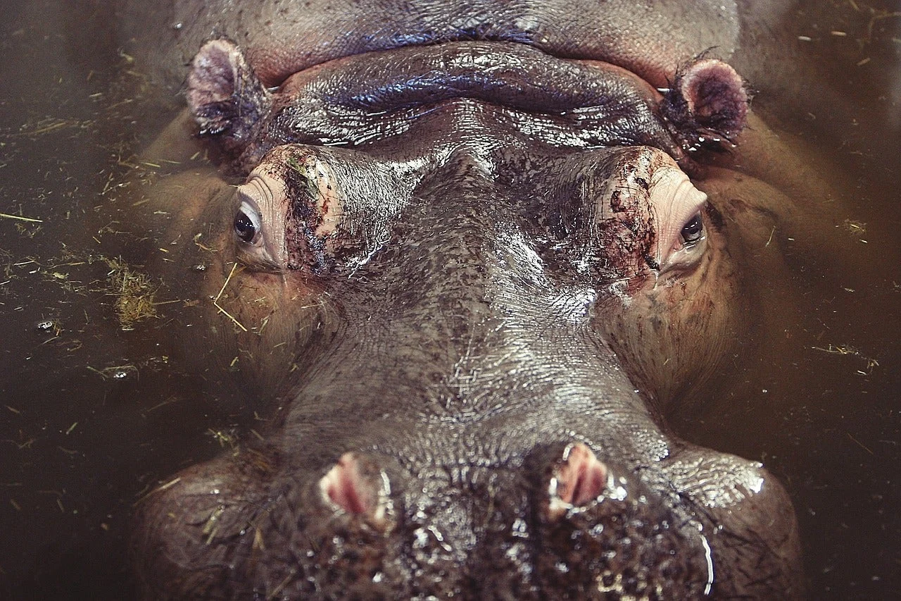 photo of hippo