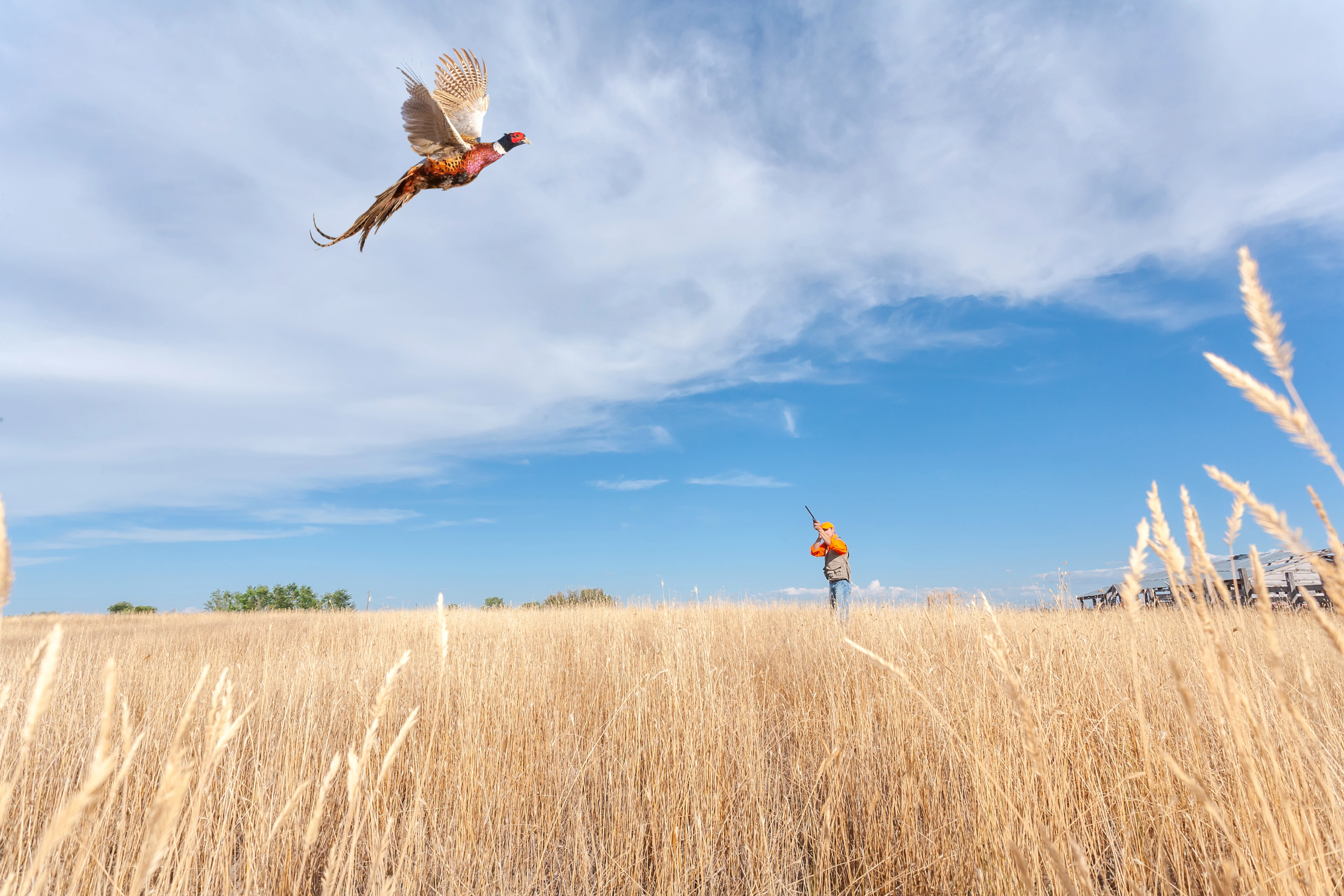 A pheasant flying and a hunter pointing a shotgun at it