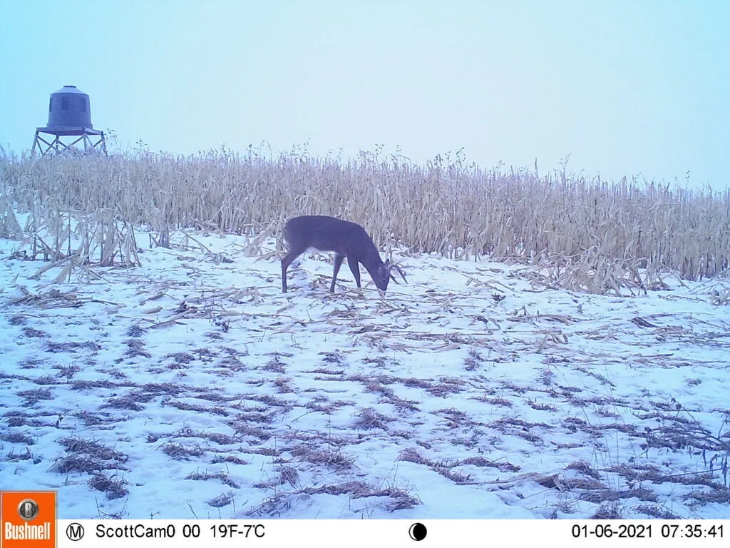 photo of whitetail buck in winter