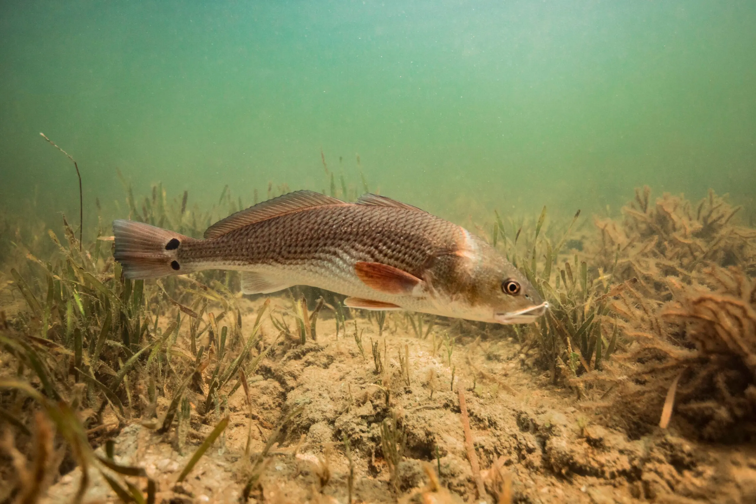 photo of redfish in Florida